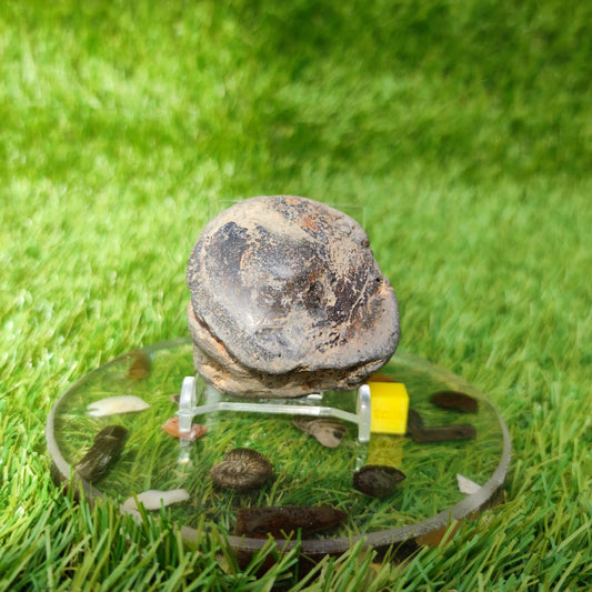 Ichthyosaur vert Whitby Yorkshire UK - North Yorkshire Fossils
