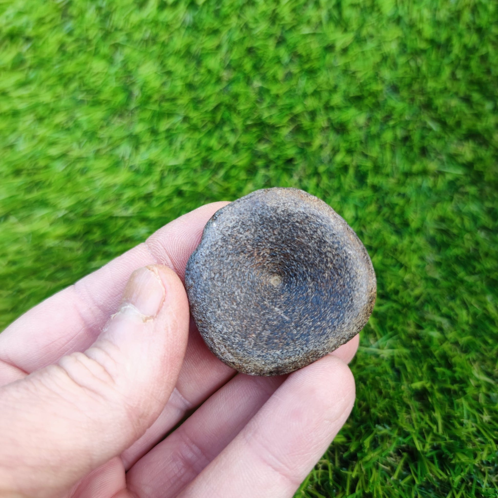 Ichthyosaur vertebra Charmouth Jurassic coast - North Yorkshire Fossils