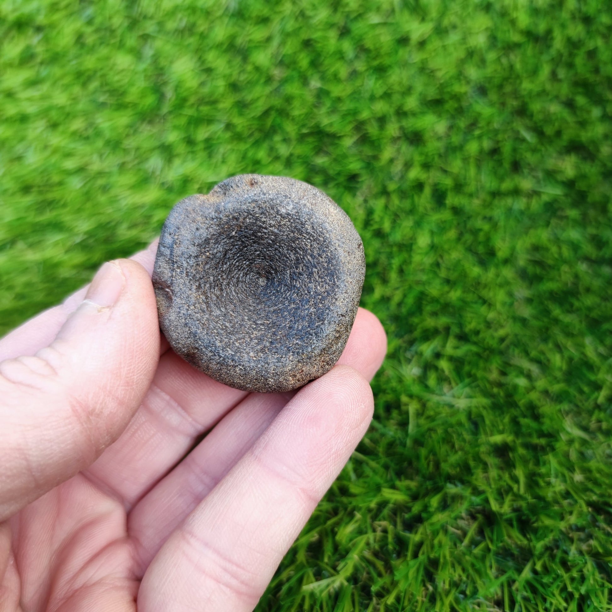 Ichthyosaur vertebra Charmouth Jurassic coast - North Yorkshire Fossils
