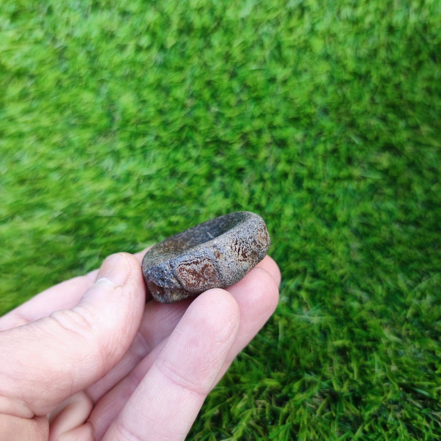 Ichthyosaur vertebra Charmouth Jurassic coast - North Yorkshire Fossils