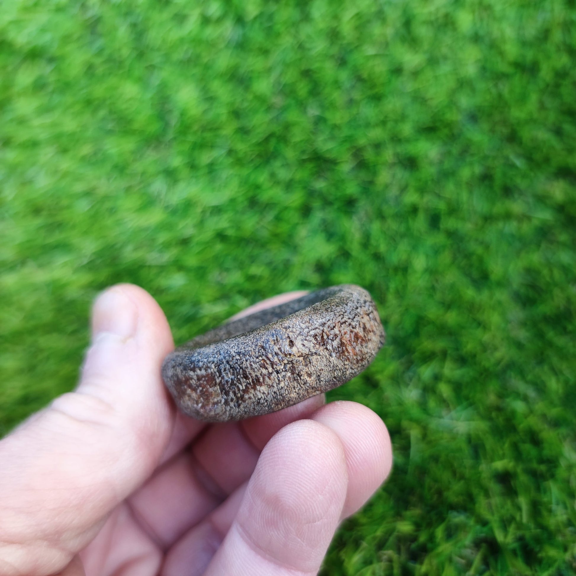Ichthyosaur vertebra Charmouth Jurassic coast - North Yorkshire Fossils