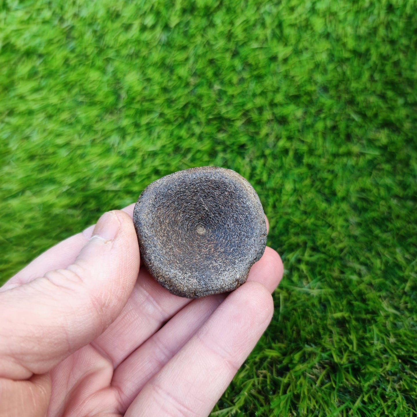Ichthyosaur vertebra Charmouth Jurassic coast - North Yorkshire Fossils