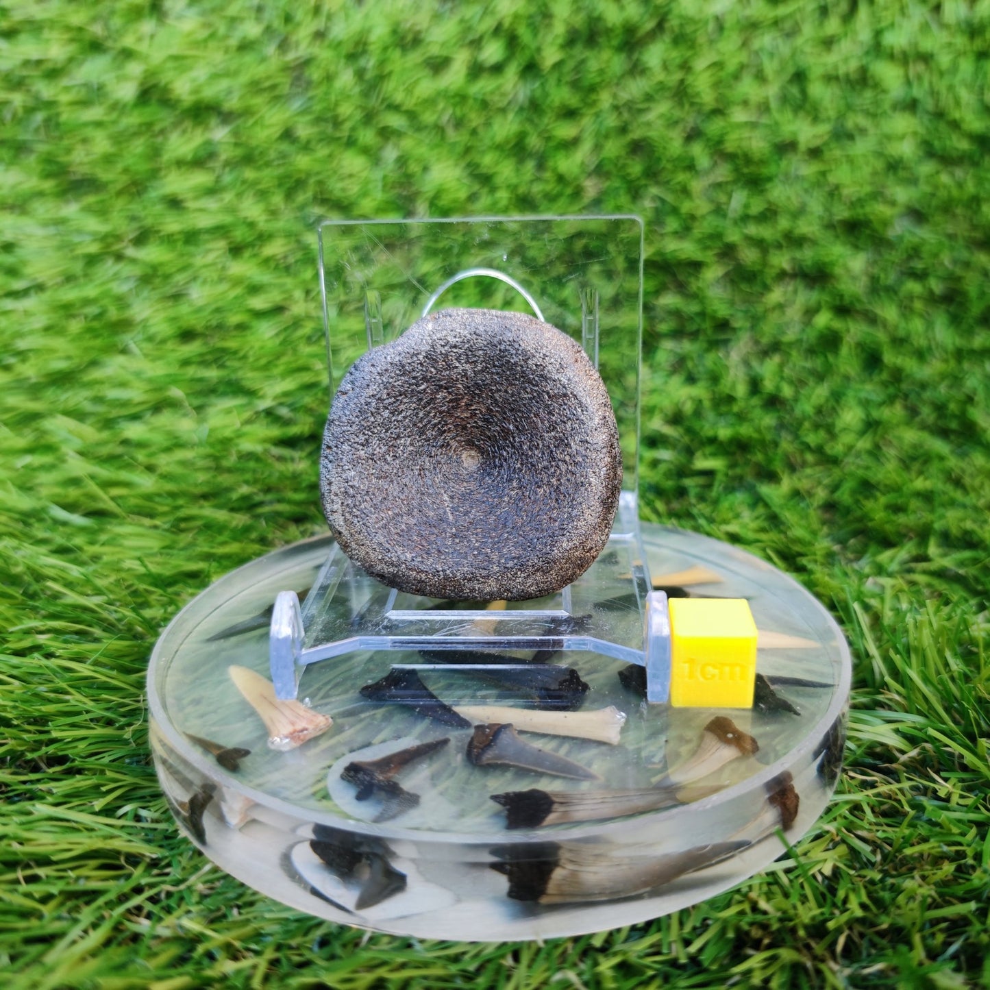 Ichthyosaur vertebra Charmouth Jurassic coast - North Yorkshire Fossils