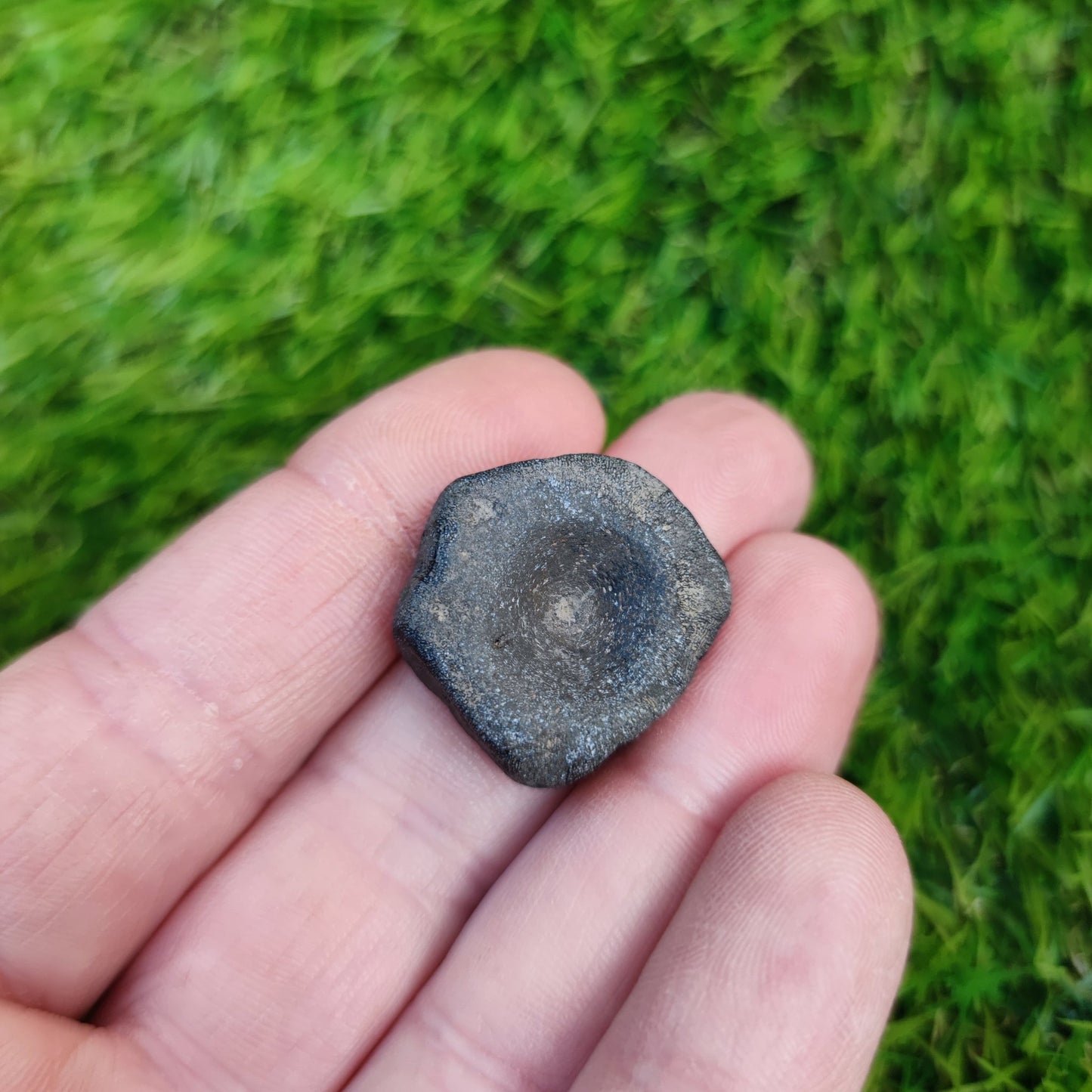Ichthyosaur vertebra Jurassic coast - North Yorkshire Fossils