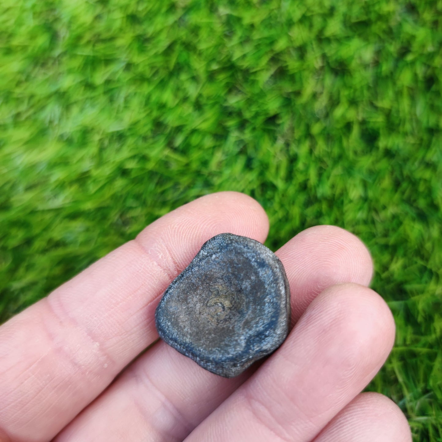 Ichthyosaur vertebra Jurassic coast - North Yorkshire Fossils