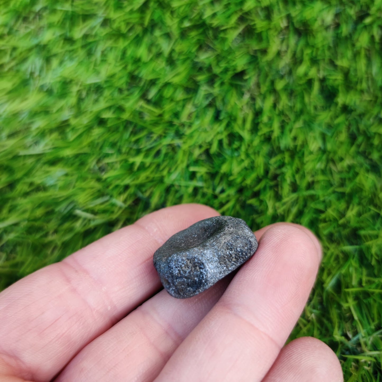 Ichthyosaur vertebra Jurassic coast - North Yorkshire Fossils