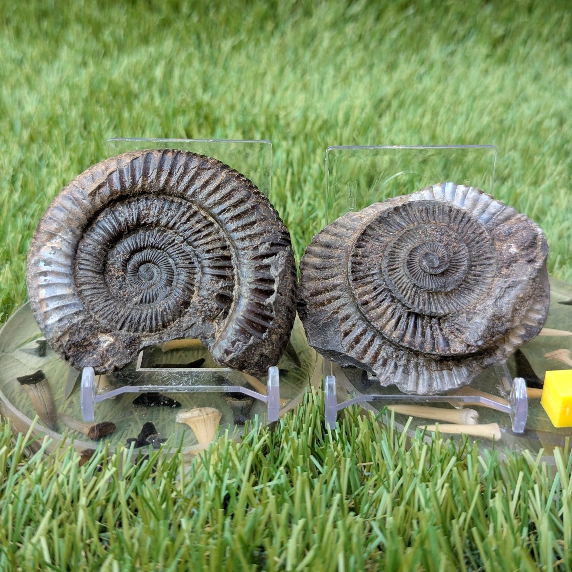 Iridescent dactylioceras ammonite split pair North Yorkshire fossils - North Yorkshire Fossils