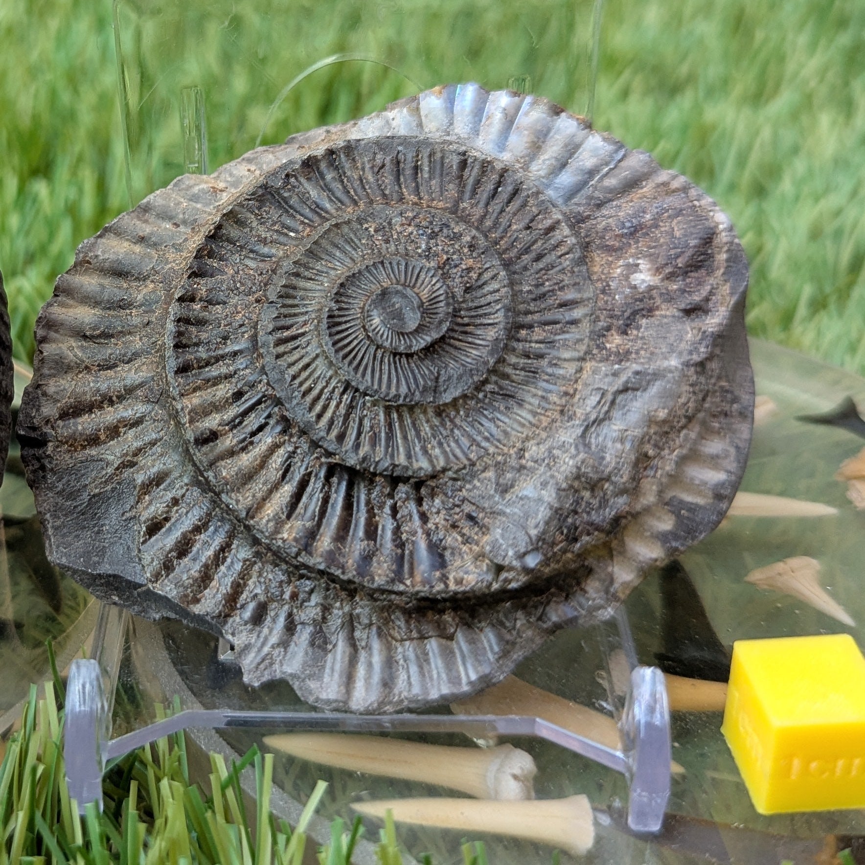 Iridescent dactylioceras ammonite split pair North Yorkshire fossils - North Yorkshire Fossils