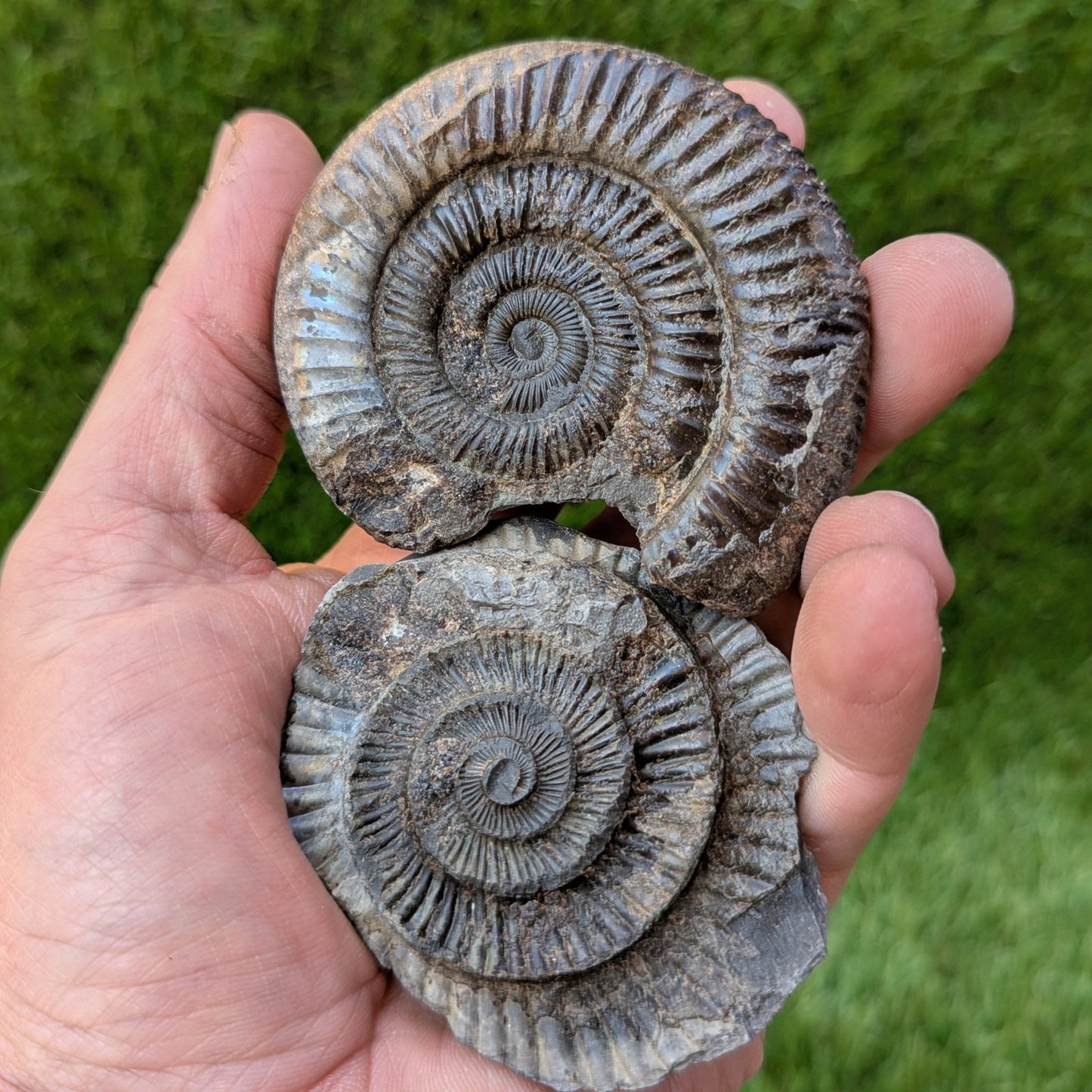 Iridescent dactylioceras ammonite split pair North Yorkshire fossils - North Yorkshire Fossils