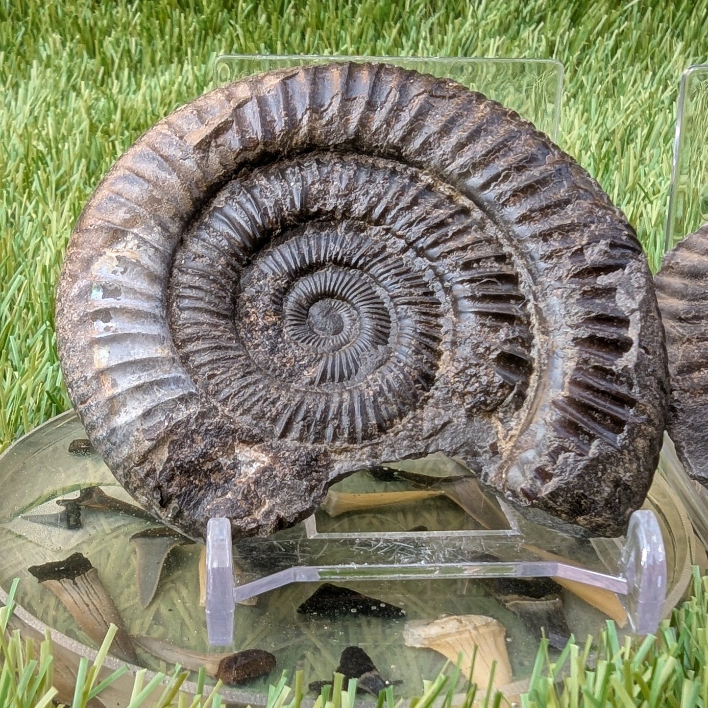 Iridescent dactylioceras ammonite split pair North Yorkshire fossils - North Yorkshire Fossils
