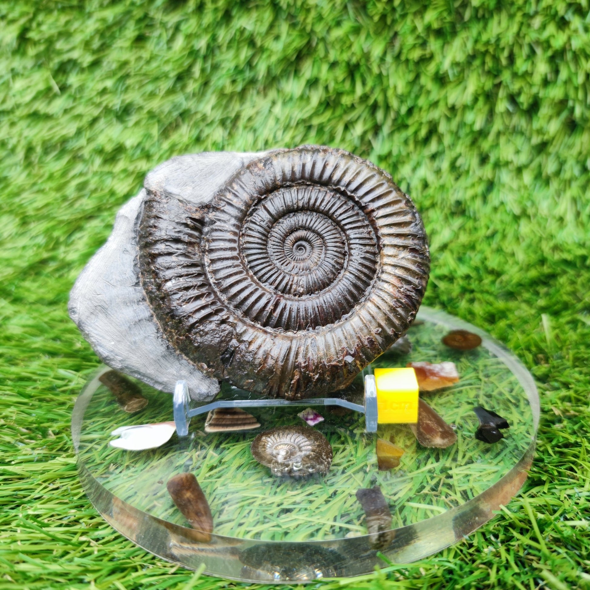 Jurassic coast ammoniite fossil Whitby - North Yorkshire Fossils