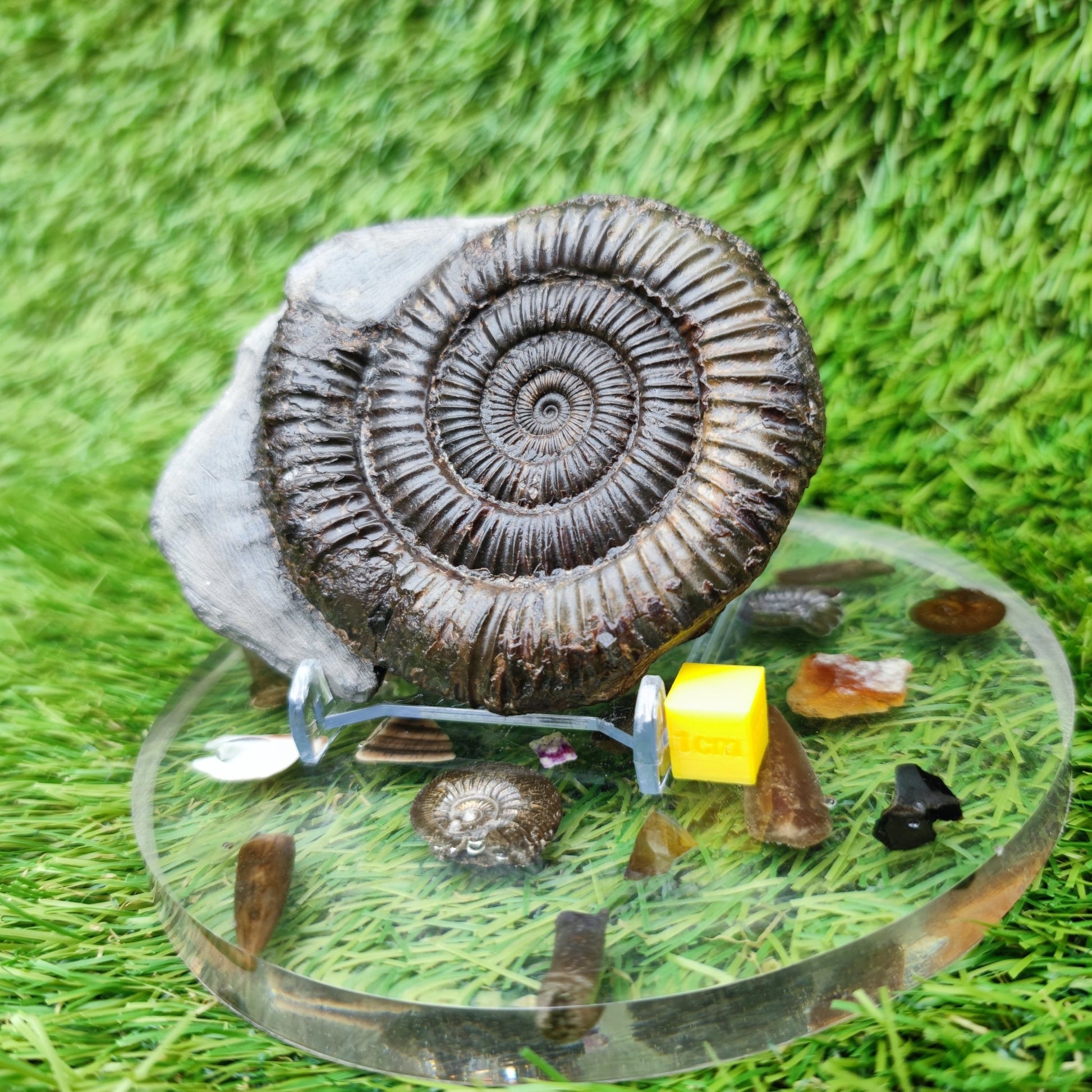 Jurassic coast ammoniite fossil Whitby - North Yorkshire Fossils
