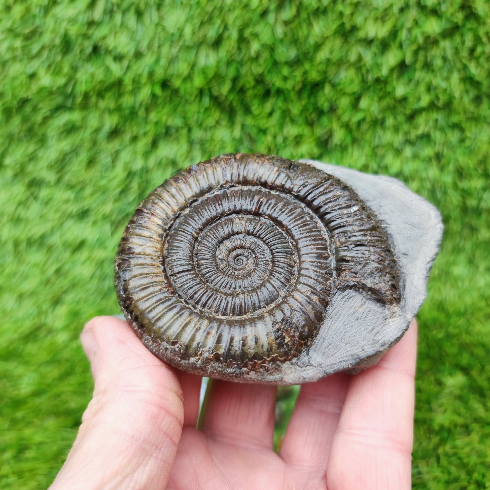Jurassic coast ammoniite fossil Whitby - North Yorkshire Fossils