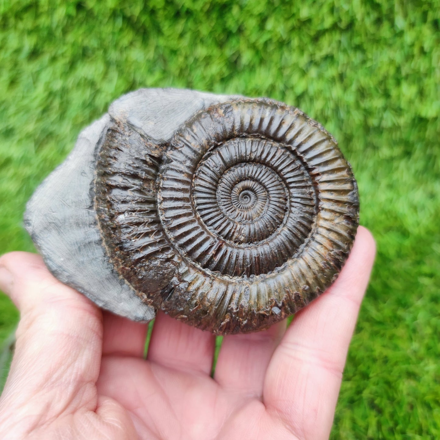 Jurassic coast ammoniite fossil Whitby - North Yorkshire Fossils