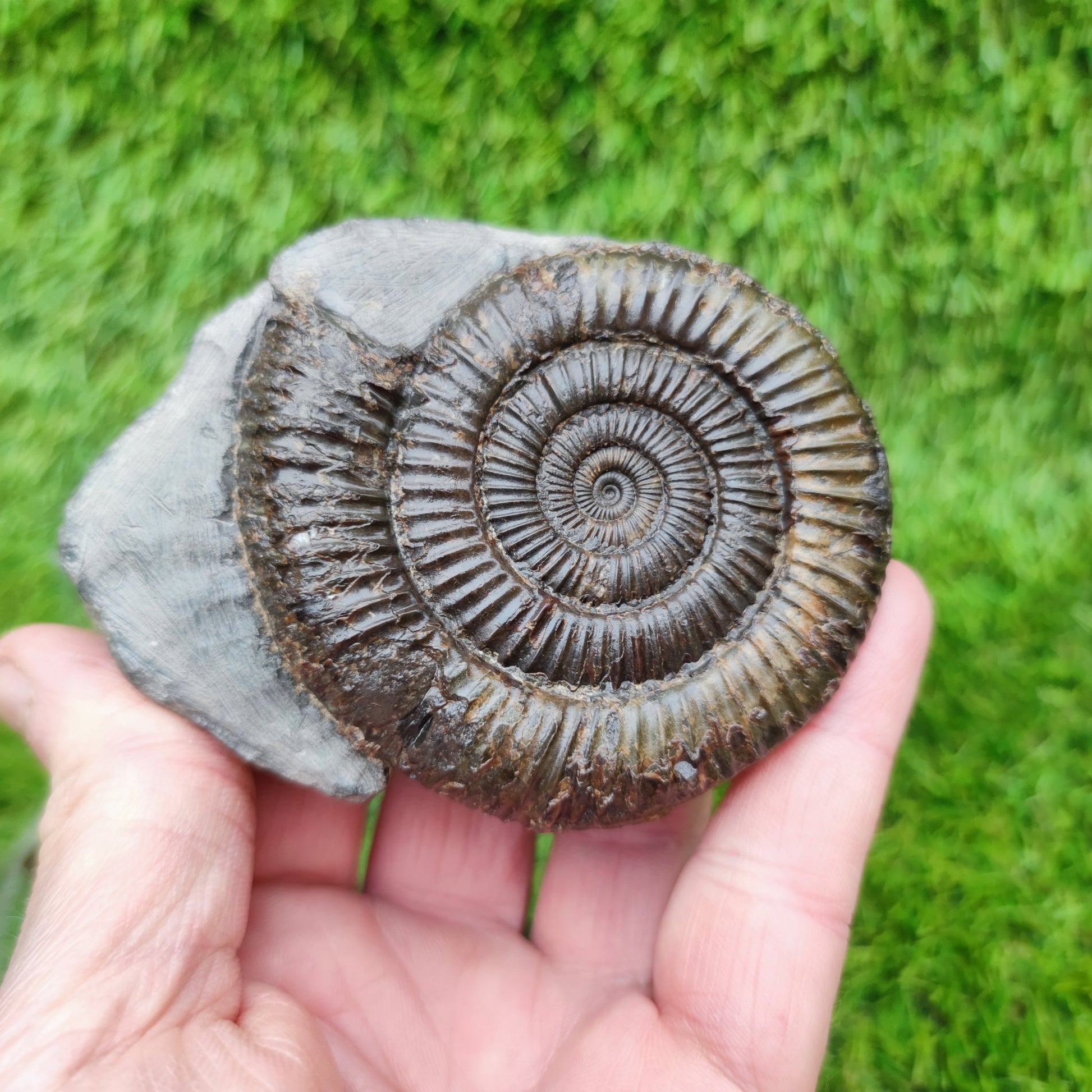 Jurassic coast ammoniite fossil Whitby - North Yorkshire Fossils