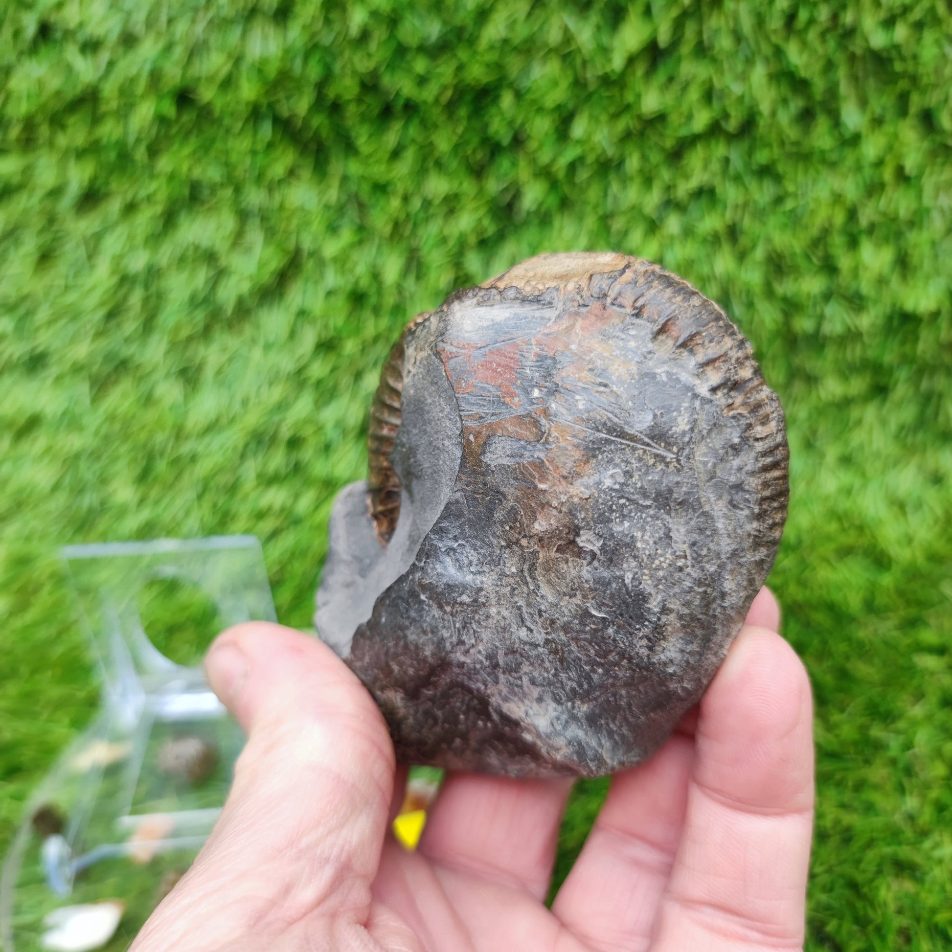 Jurassic coast ammoniite fossil Whitby - North Yorkshire Fossils