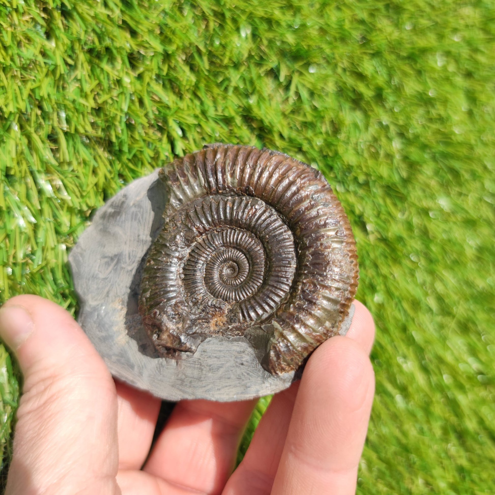 Jurassic coast ammonite fossil - North Yorkshire Fossils