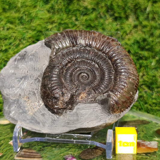 Jurassic coast ammonite fossil - North Yorkshire Fossils