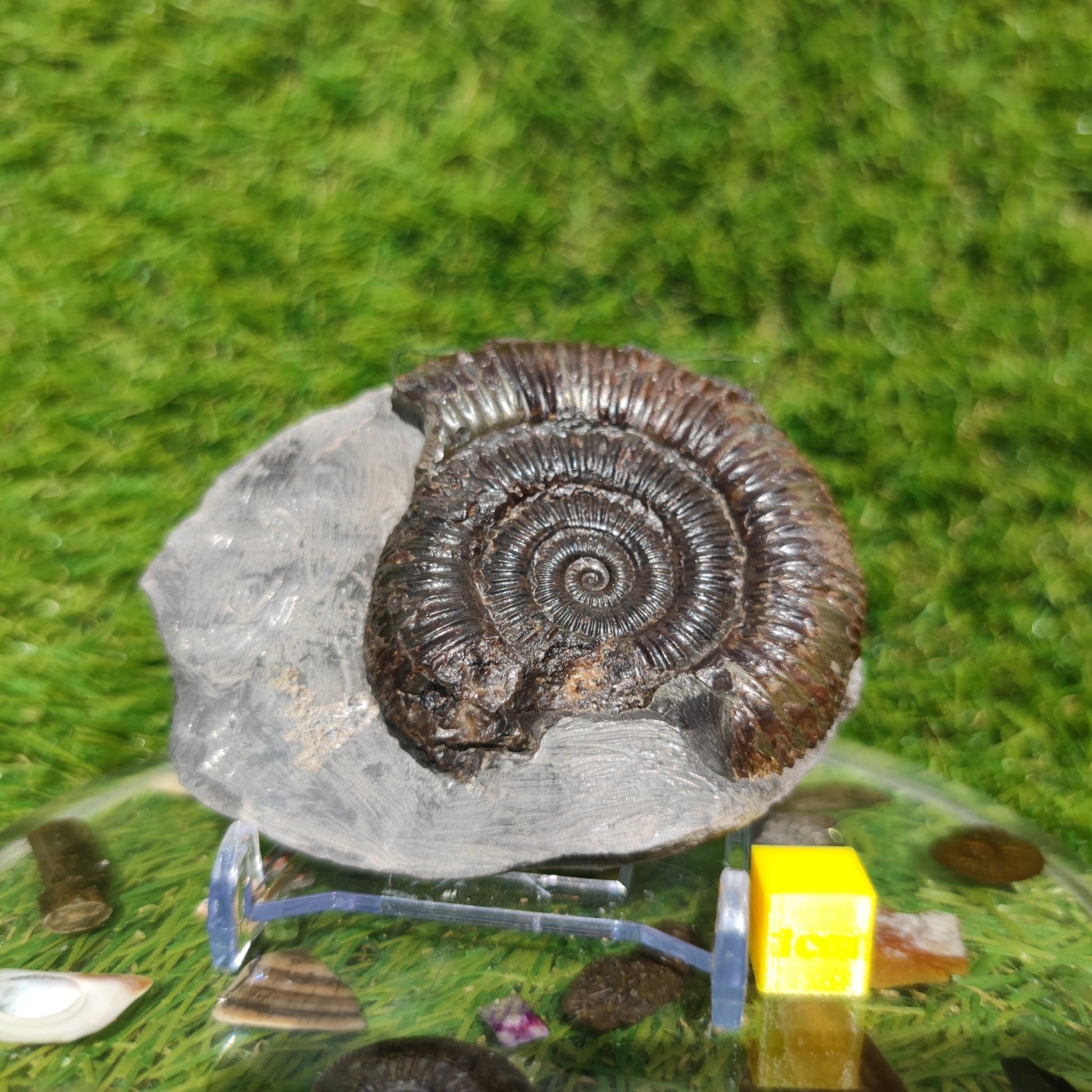 Jurassic coast ammonite fossil - North Yorkshire Fossils