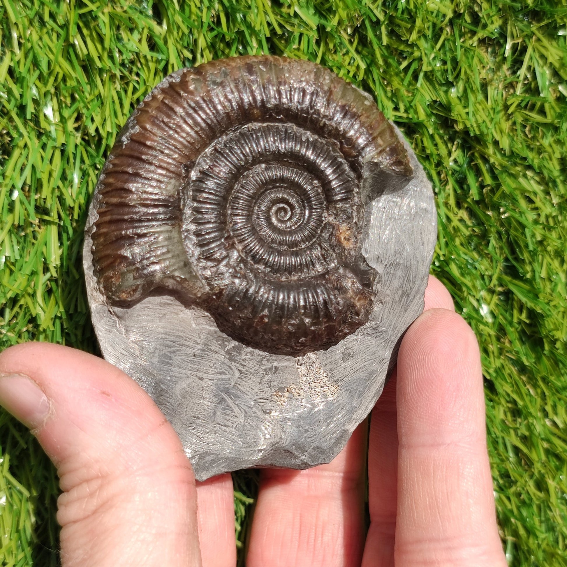 Jurassic coast ammonite fossil - North Yorkshire Fossils
