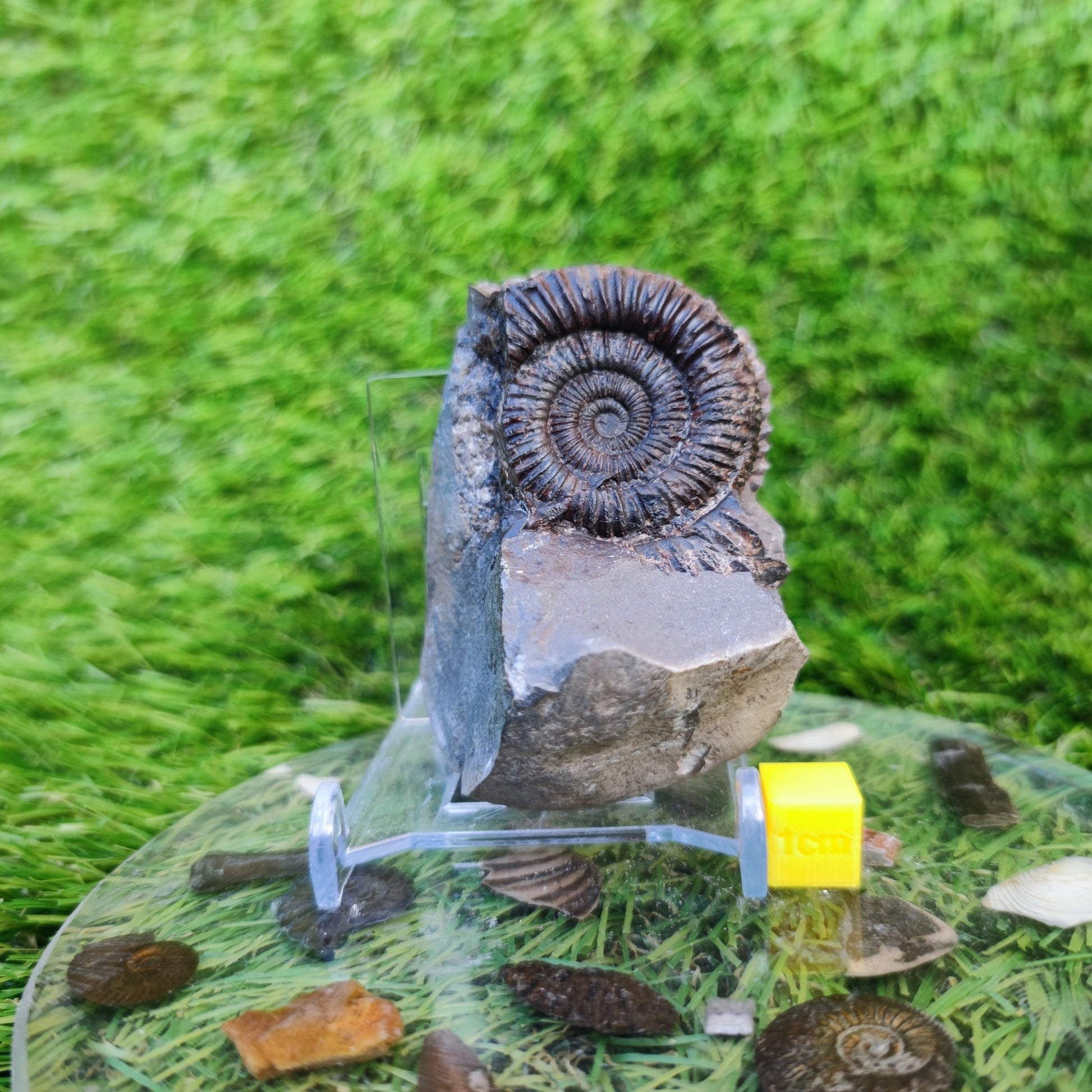 Jurassic coast ammonite fossil Yorkshire - North Yorkshire Fossils