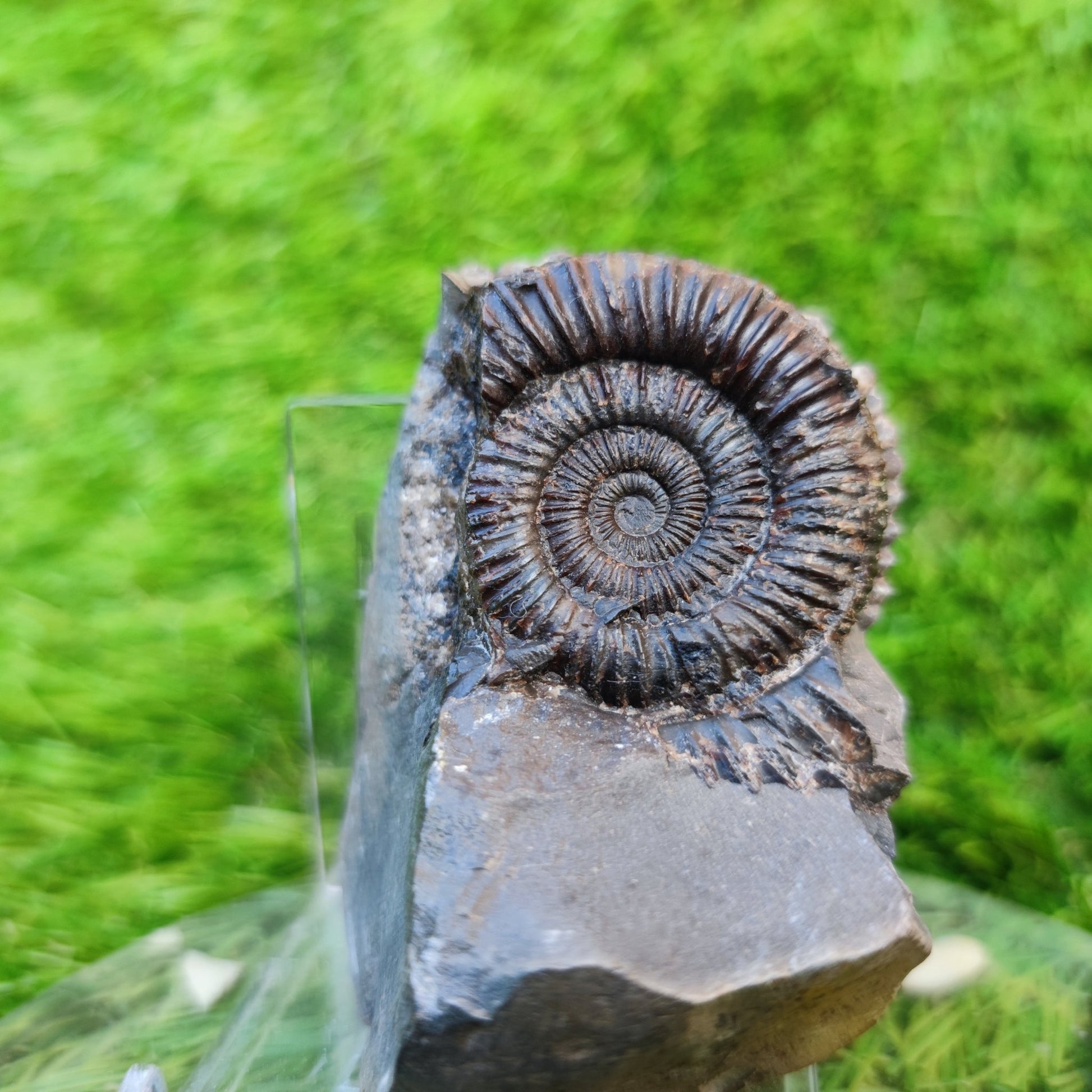 Jurassic coast ammonite fossil Yorkshire - North Yorkshire Fossils