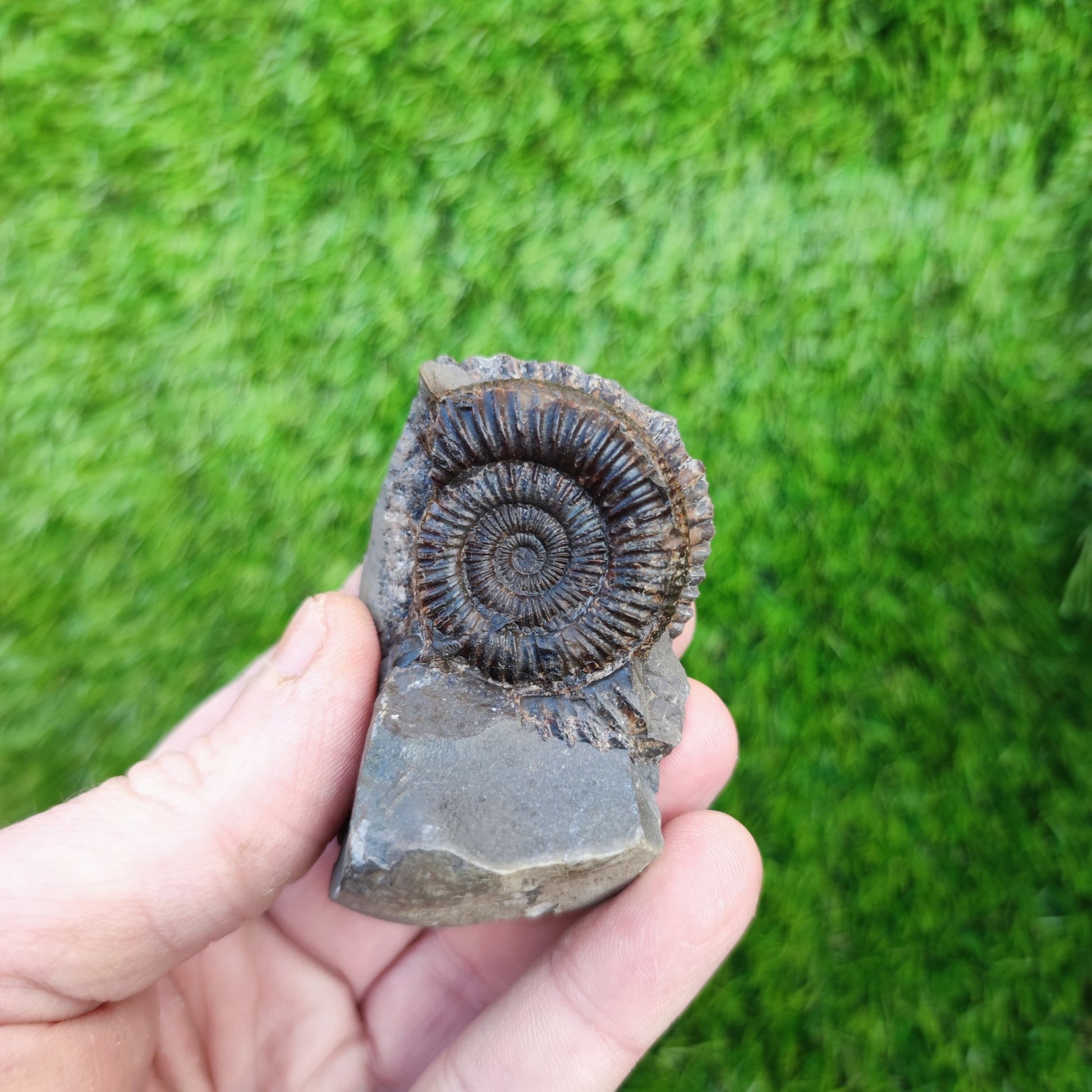 Jurassic coast ammonite fossil Yorkshire - North Yorkshire Fossils