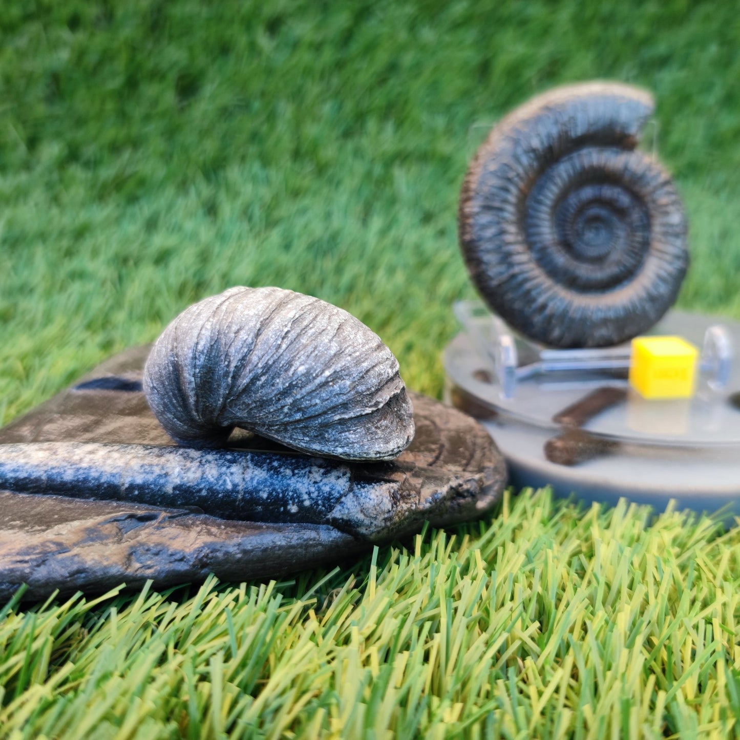 Jurassic coast fossil trio - North Yorkshire Fossils