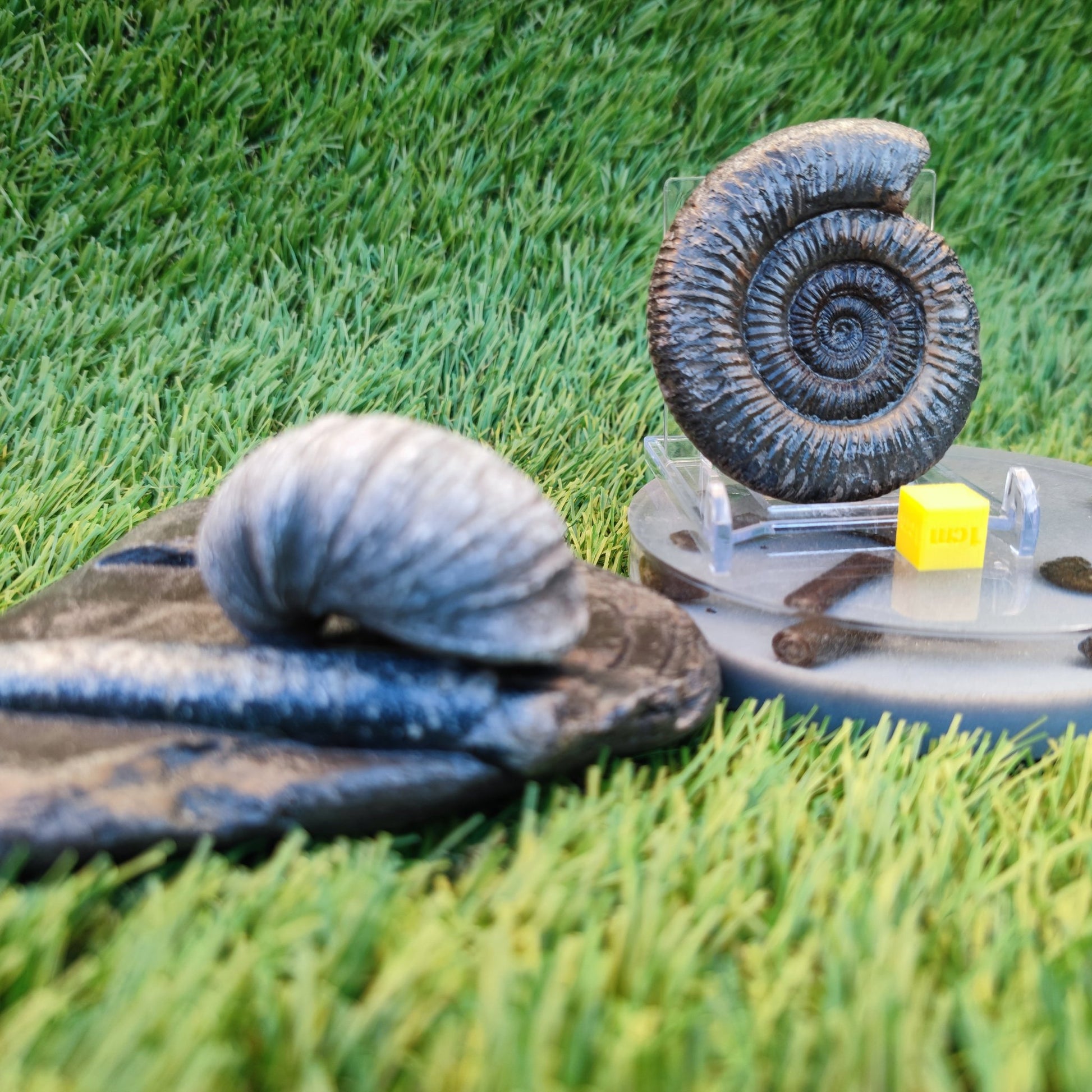 Jurassic coast fossil trio - North Yorkshire Fossils