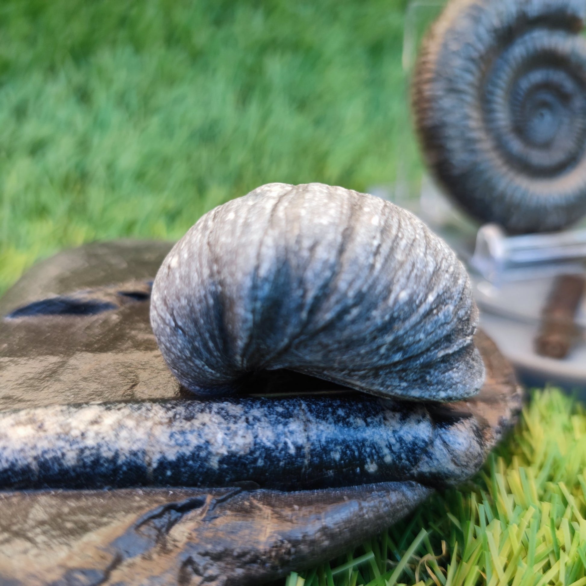 Jurassic coast fossil trio - North Yorkshire Fossils