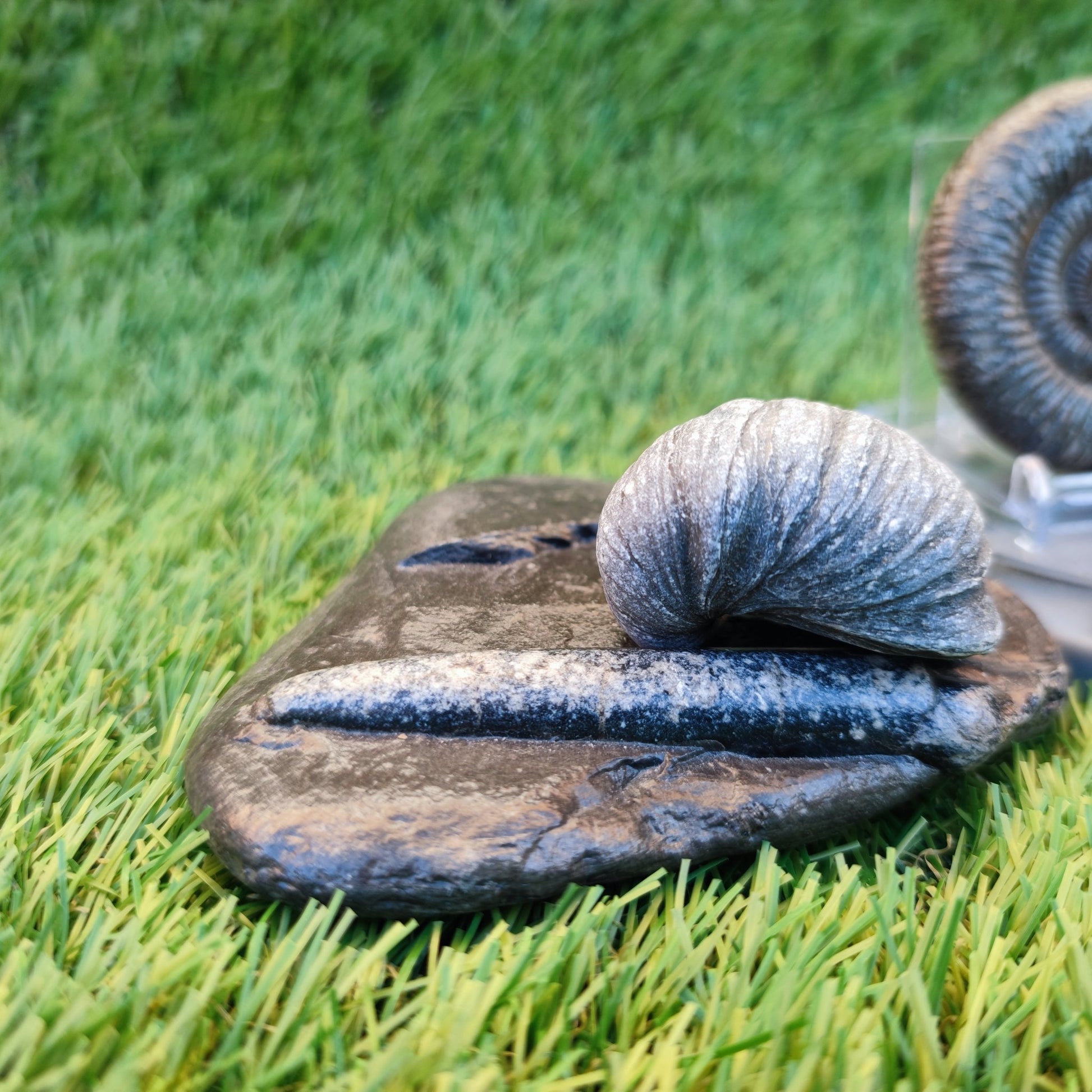 Jurassic coast fossil trio - North Yorkshire Fossils