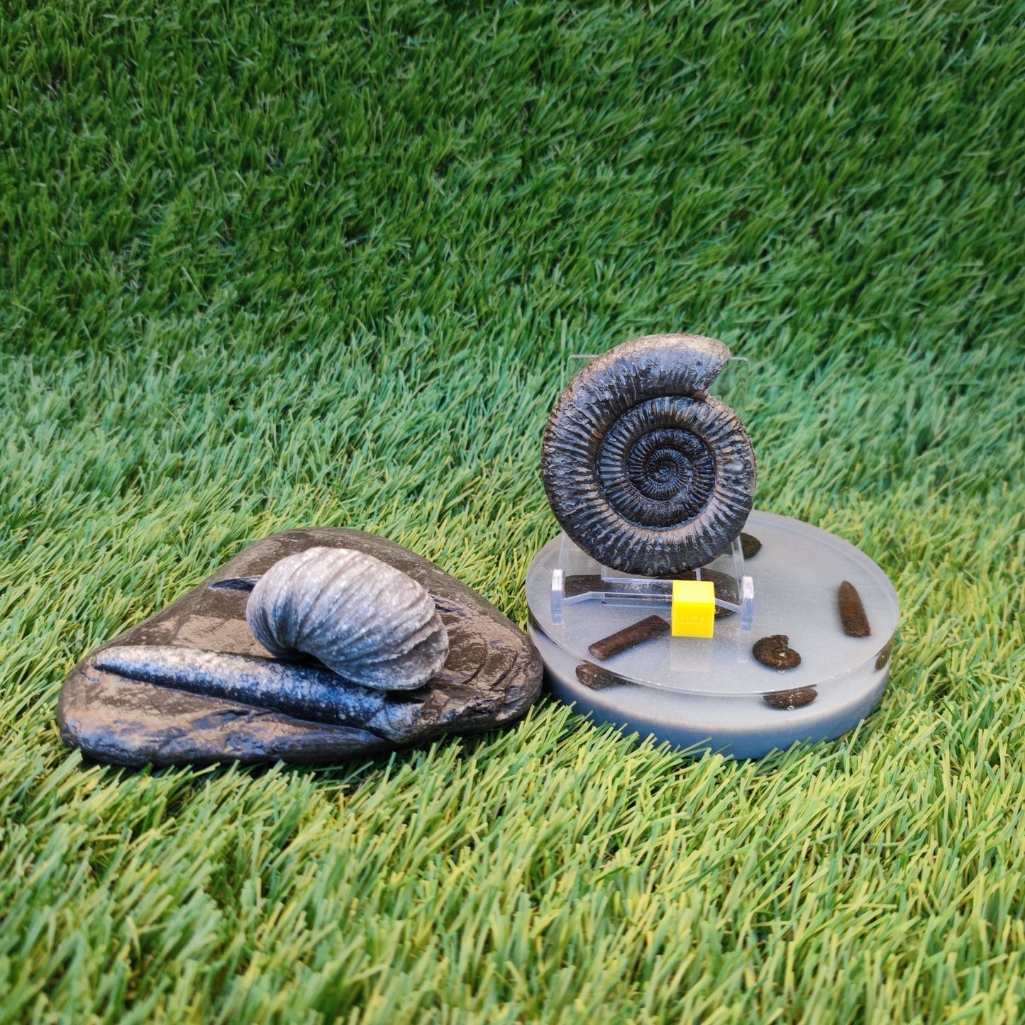 Jurassic coast fossil trio - North Yorkshire Fossils