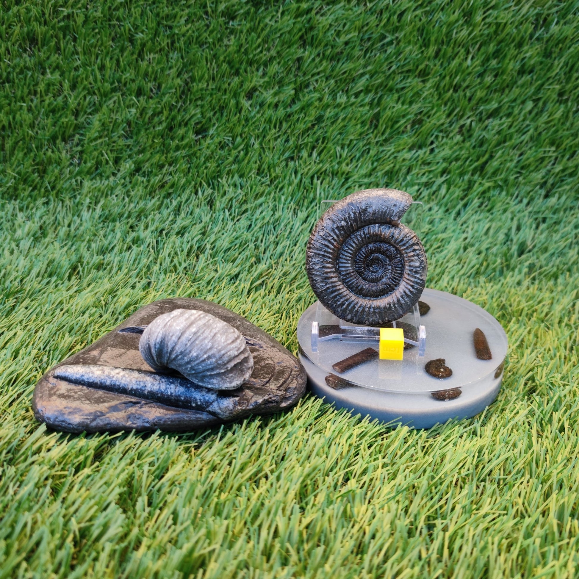 Jurassic coast fossil trio - North Yorkshire Fossils
