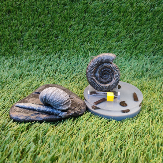 Jurassic coast fossil trio - North Yorkshire Fossils