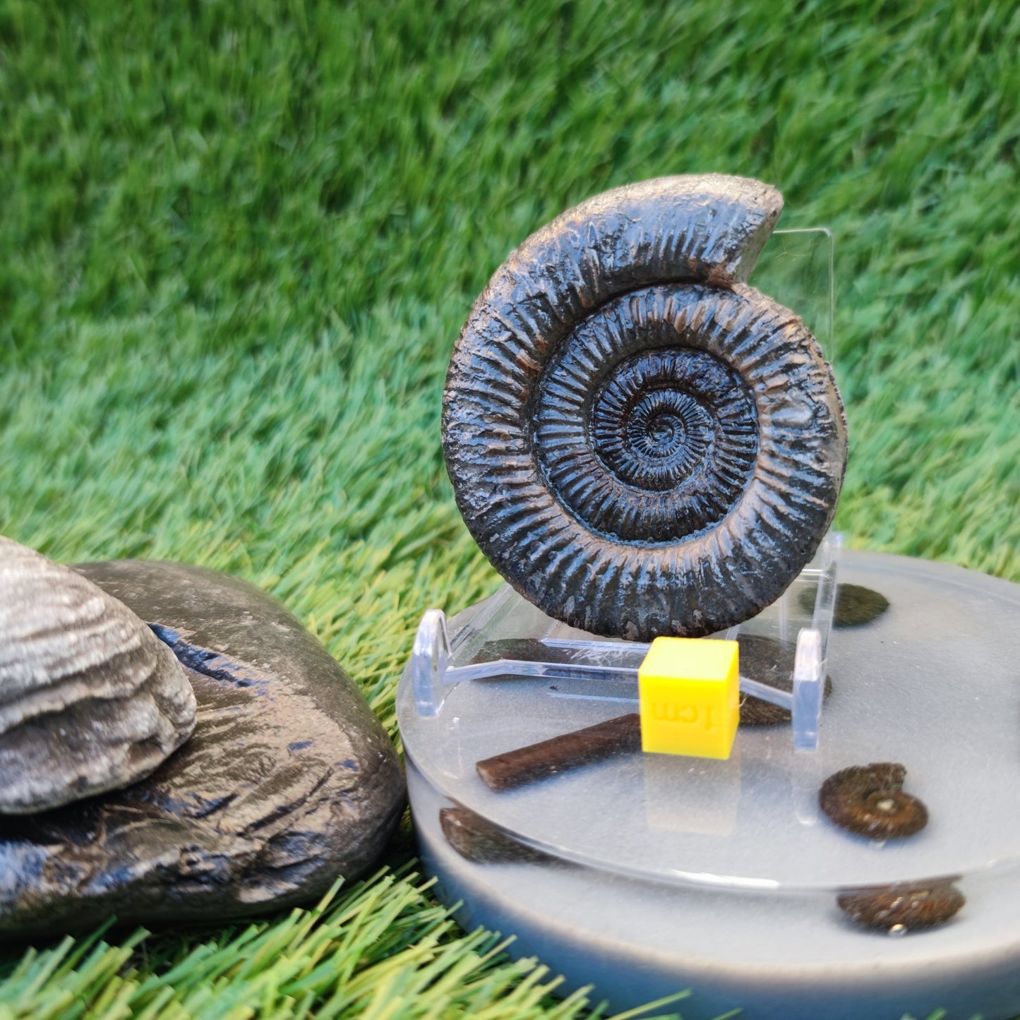 Jurassic coast fossil trio - North Yorkshire Fossils