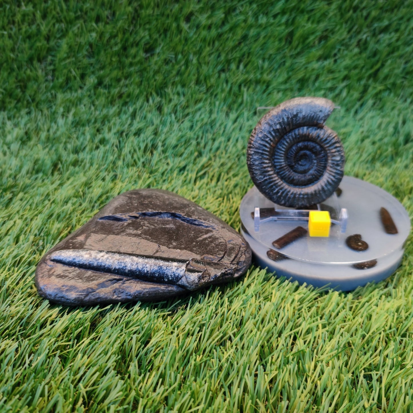 Jurassic coast fossil trio - North Yorkshire Fossils