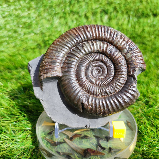 Large ammonite fossil Dactylioceras Yorkshire UK - North Yorkshire Fossils