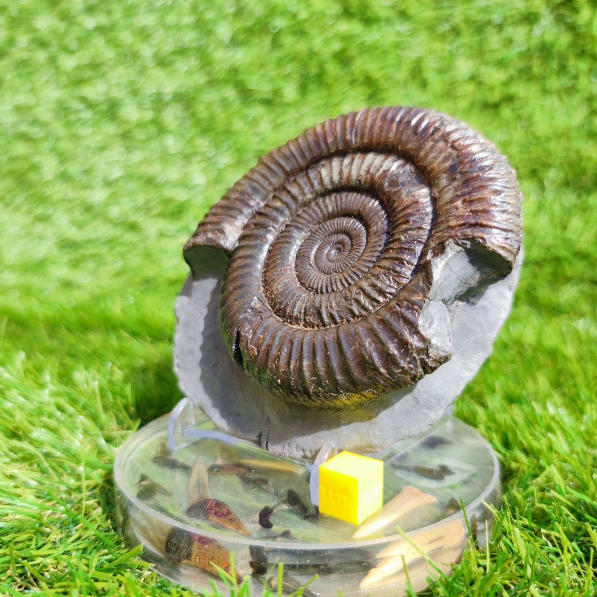 Large ammonite fossil Dactylioceras Yorkshire UK - North Yorkshire Fossils