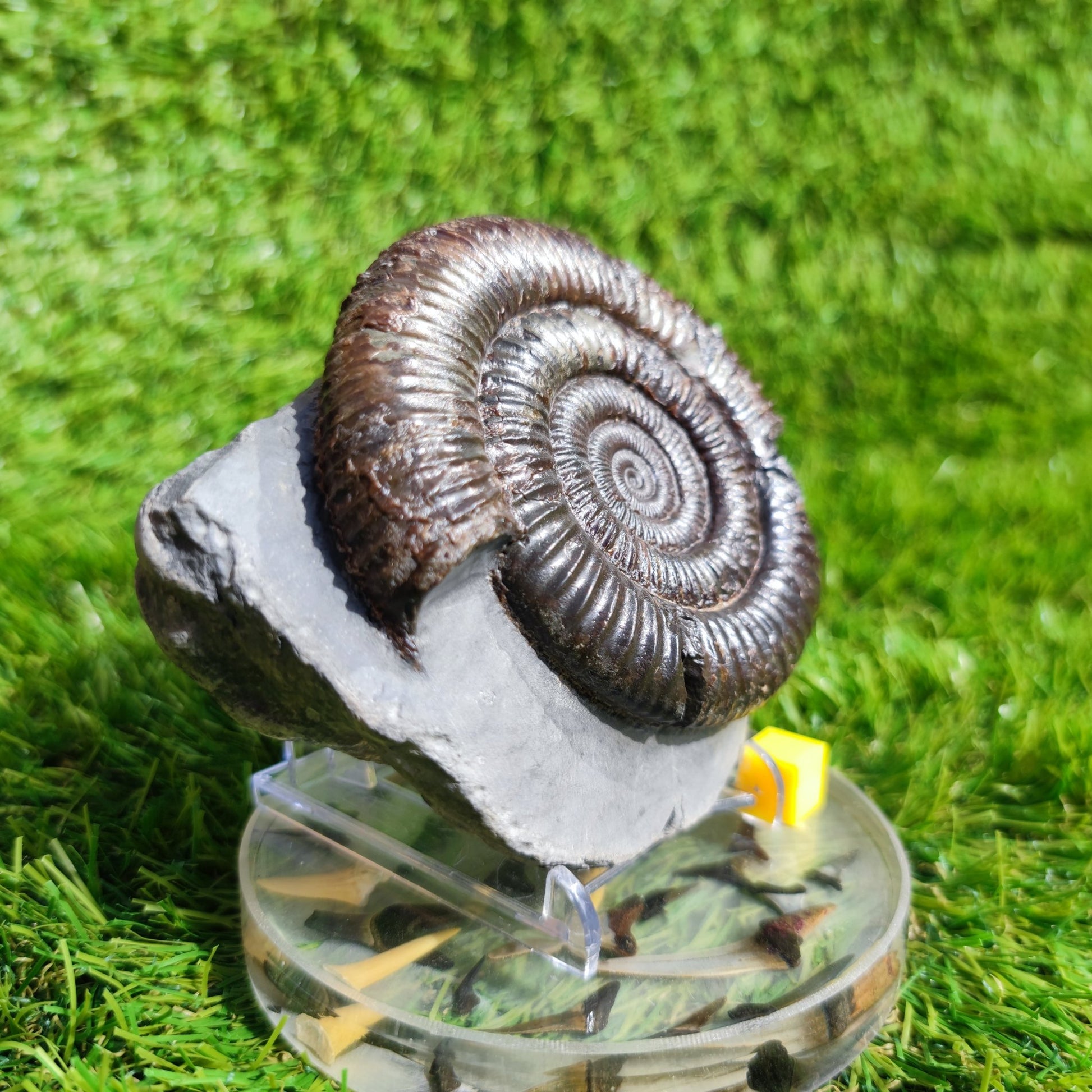 Large ammonite fossil Dactylioceras Yorkshire UK - North Yorkshire Fossils