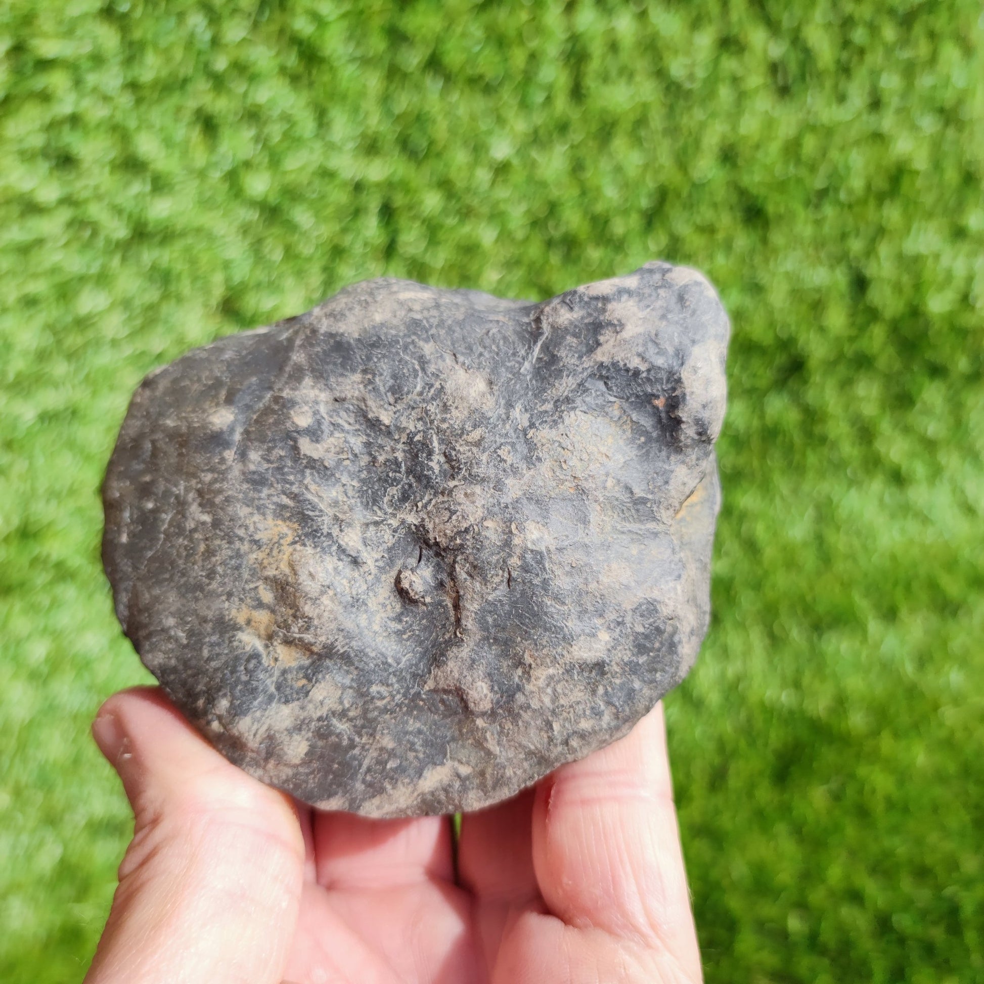 Large ammonite fossil Dactylioceras Yorkshire UK - North Yorkshire Fossils