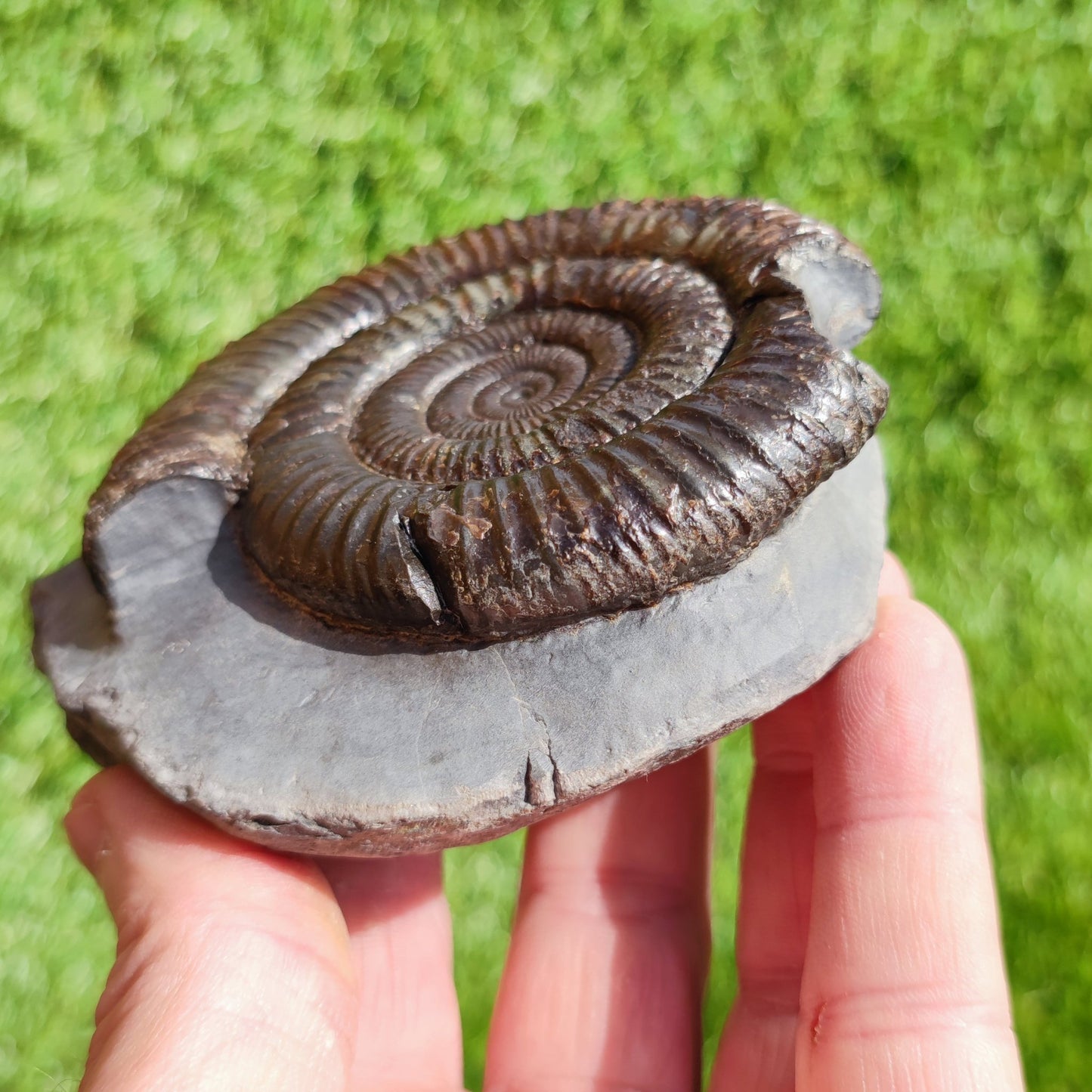 Large ammonite fossil Dactylioceras Yorkshire UK - North Yorkshire Fossils