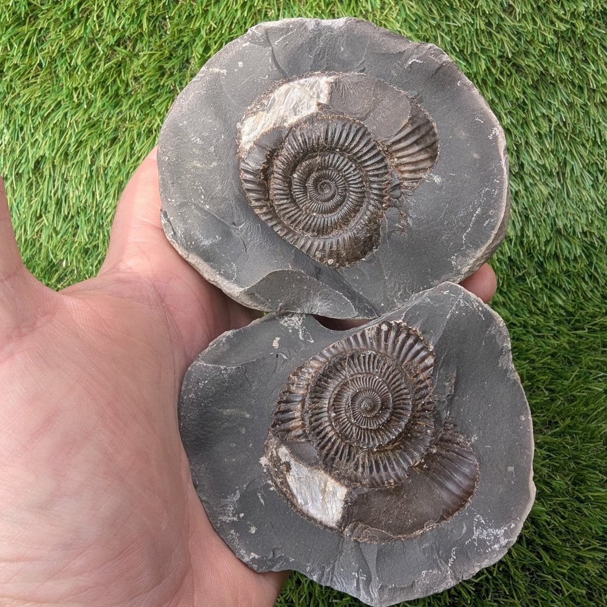 Large ammonite fossil pair - Whitby - North Yorkshire Fossils