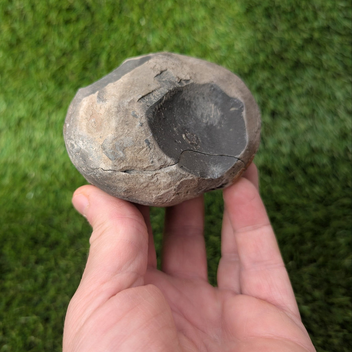 Large ammonite fossil pair - Whitby - North Yorkshire Fossils