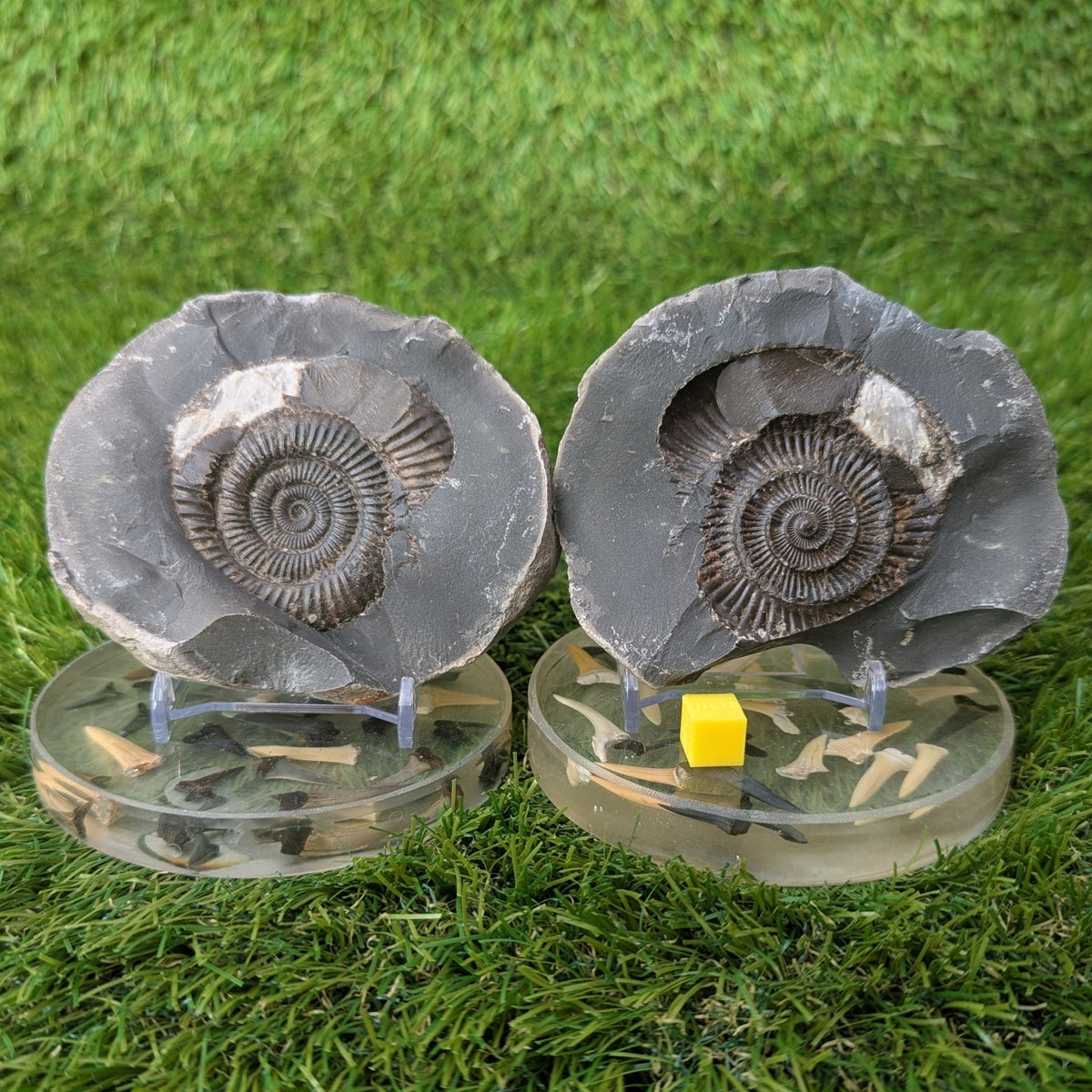 Large ammonite fossil pair - Whitby - North Yorkshire Fossils