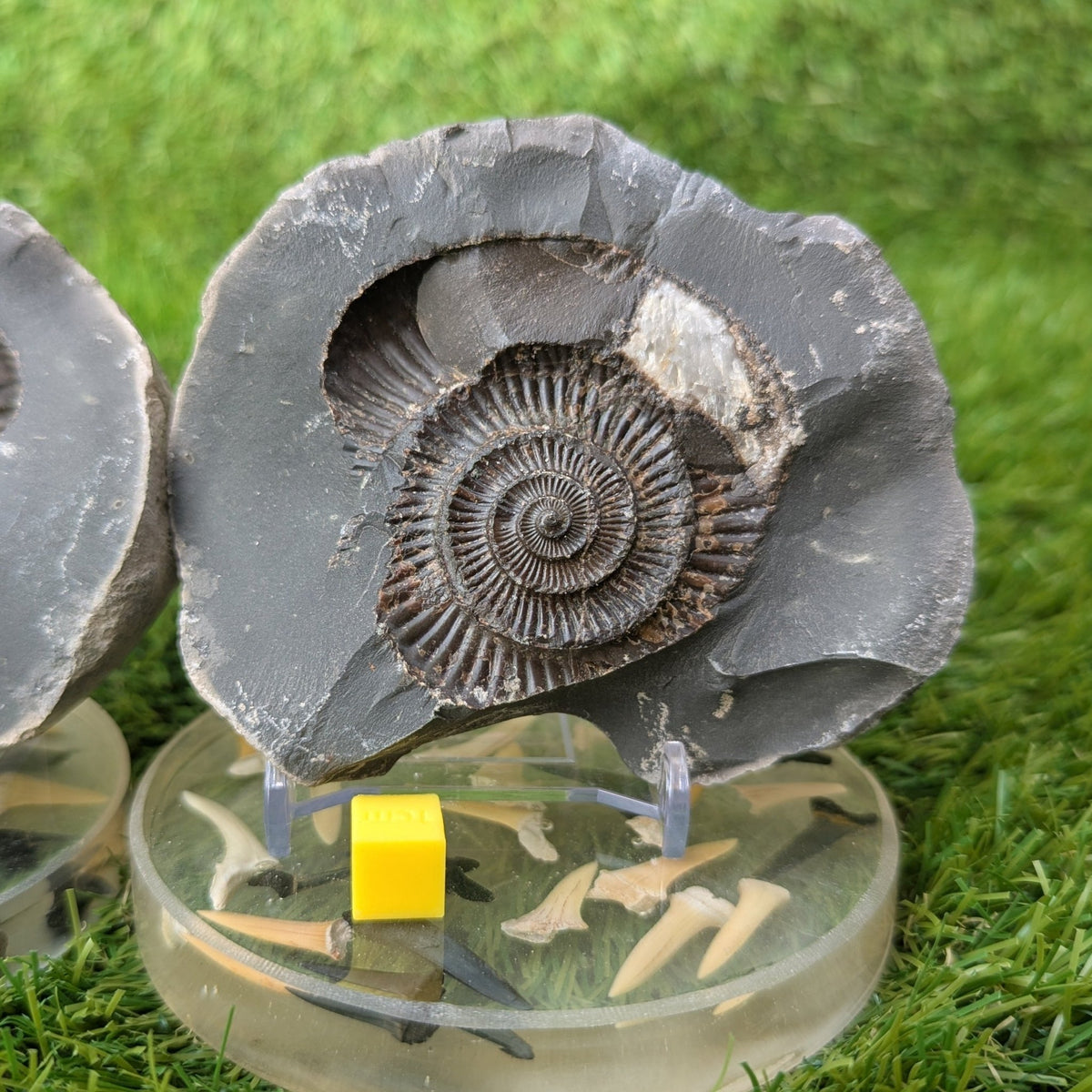 Large ammonite fossil pair - Whitby - North Yorkshire Fossils