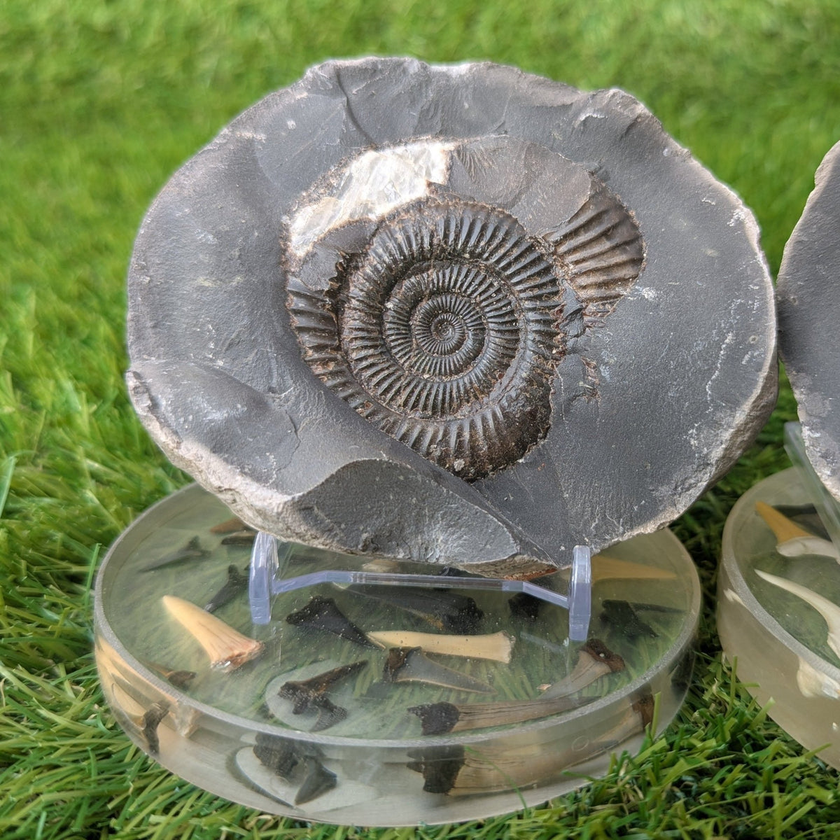 Large ammonite fossil pair - Whitby - North Yorkshire Fossils