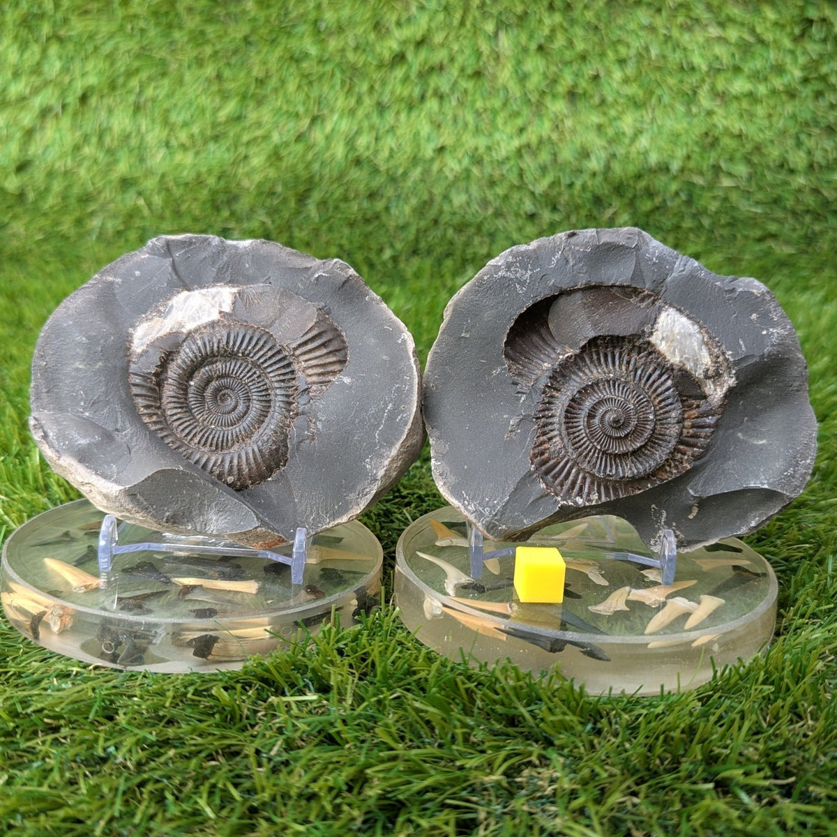 Large ammonite fossil pair - Whitby - North Yorkshire Fossils
