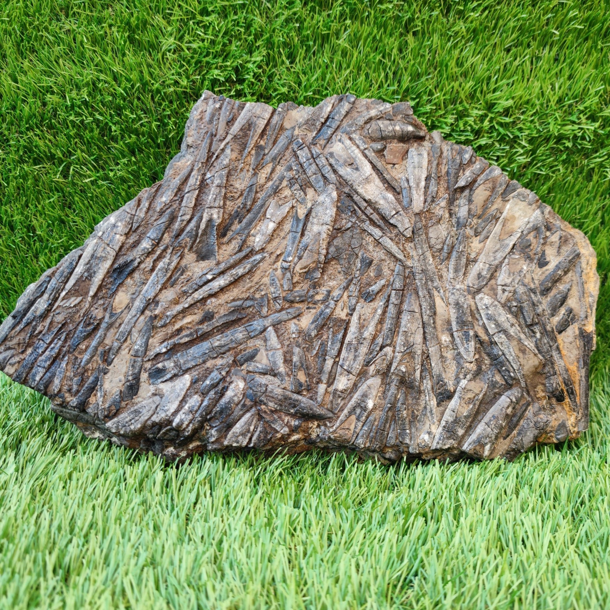 Large Belemnite battlefield/ deathbed North Yorkshire fossils - North Yorkshire Fossils