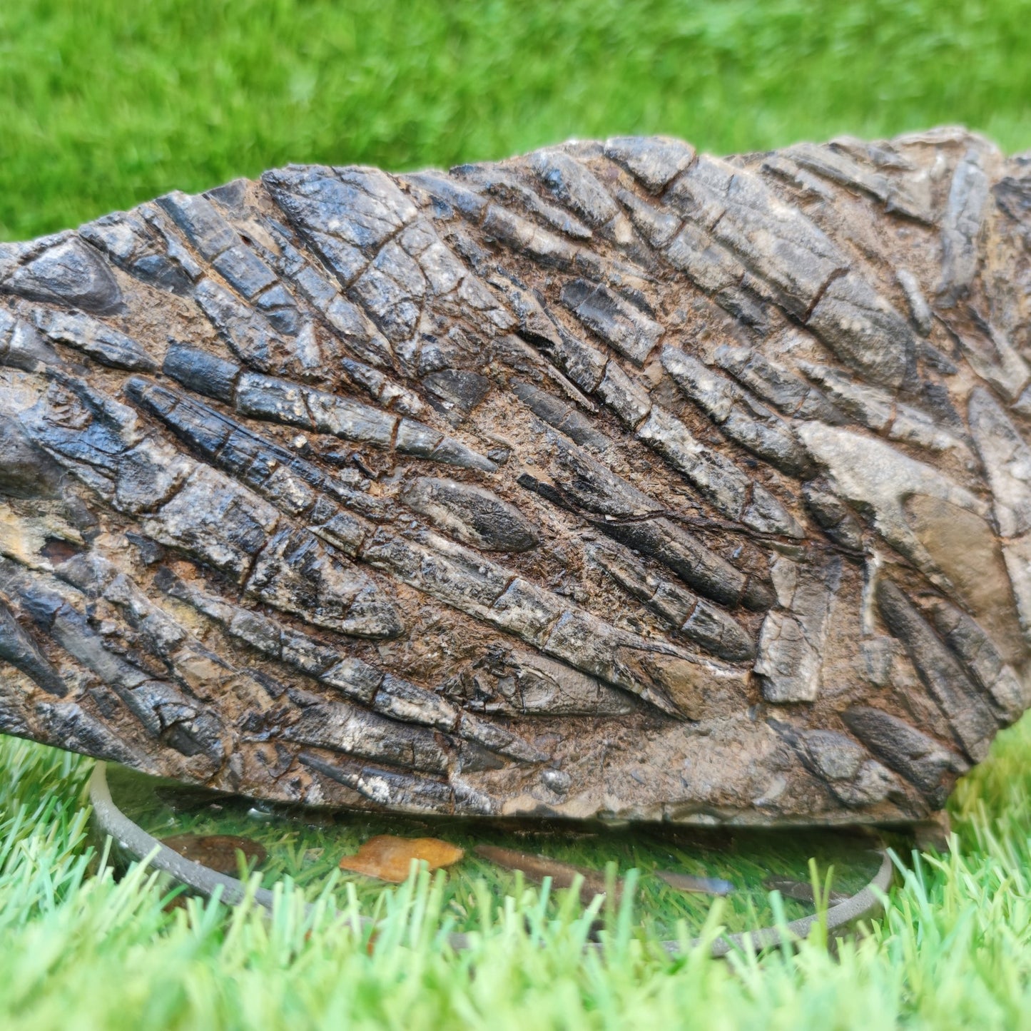 Large Belemnite battlefield/ deathbed North Yorkshire fossils - North Yorkshire Fossils