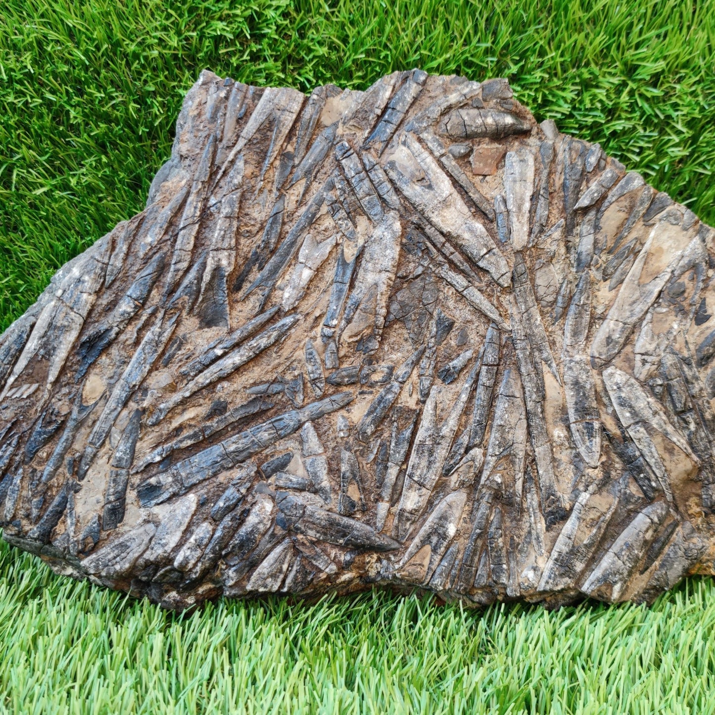 Large Belemnite battlefield/ deathbed North Yorkshire fossils - North Yorkshire Fossils